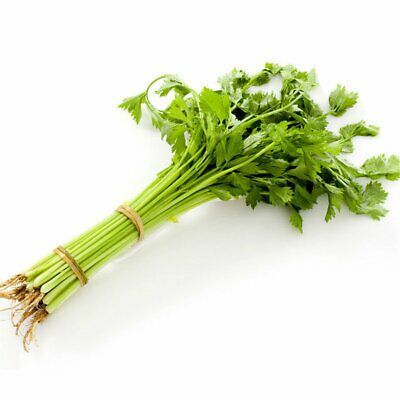 Celery Soup (thin stem)